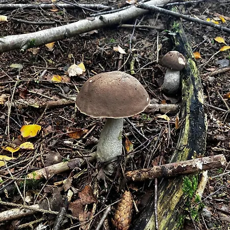 Direkt Am See, Mit Eigenem Boot